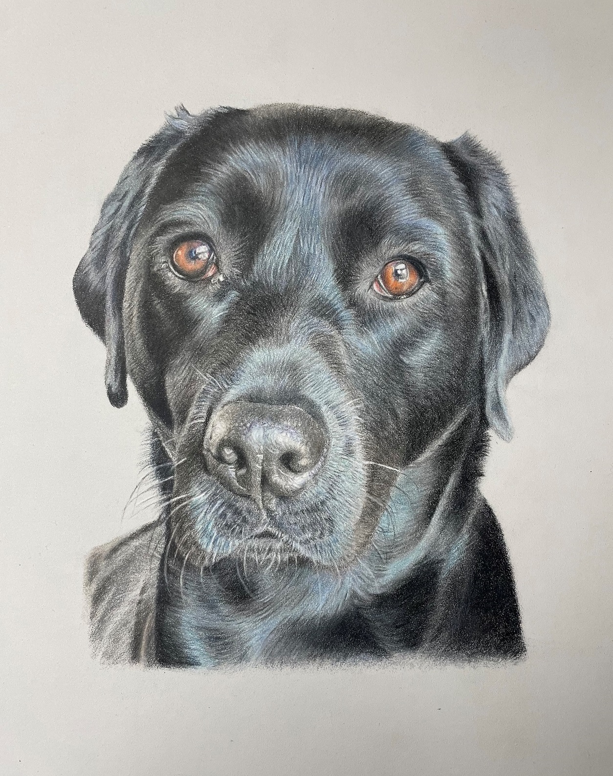 Black Labrador