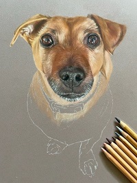 Dog Portrait in Progress