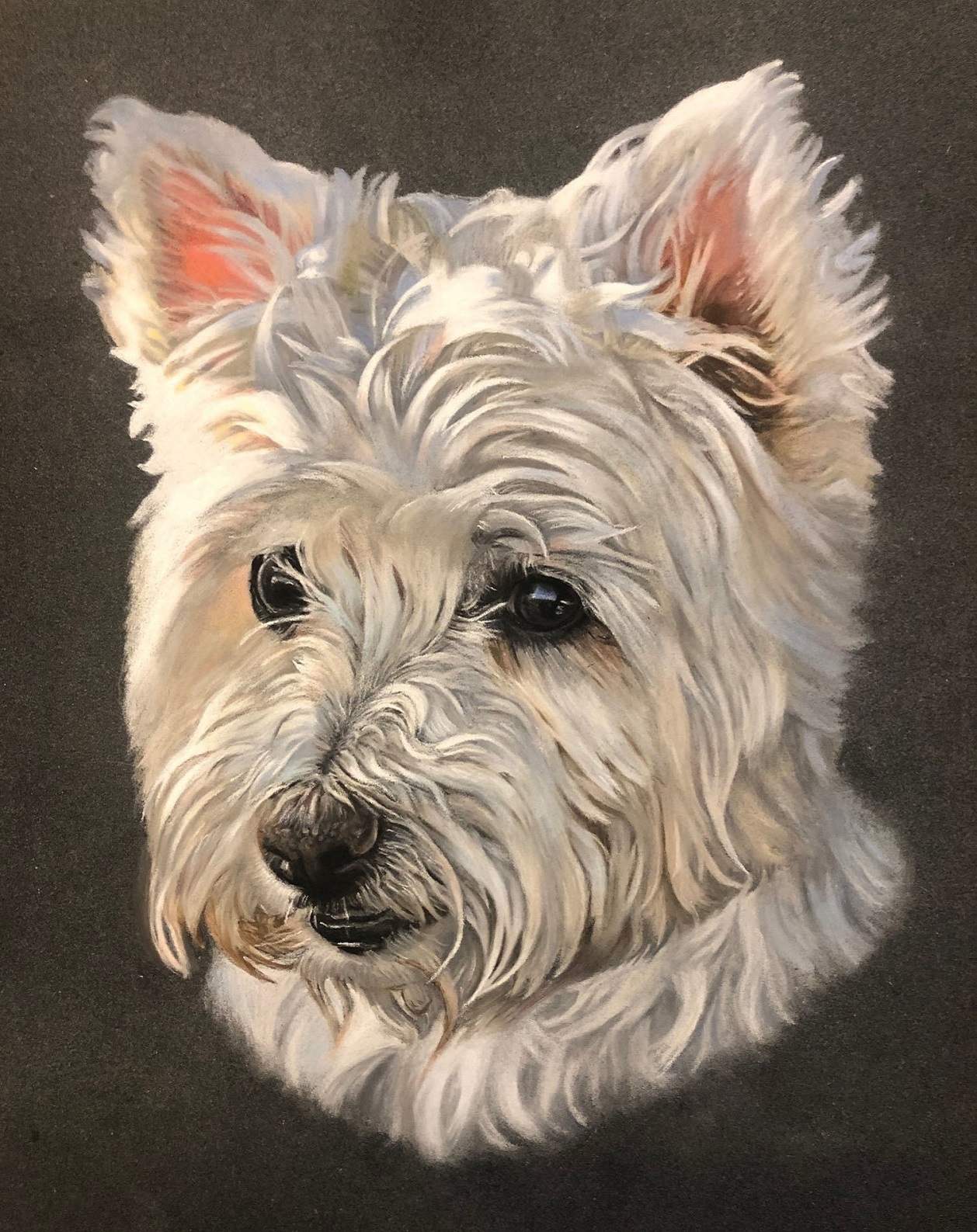 Westie Portrait